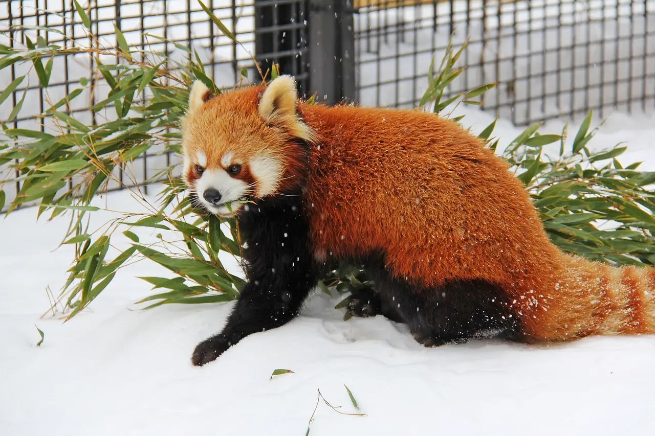 Asahikawa, Japan