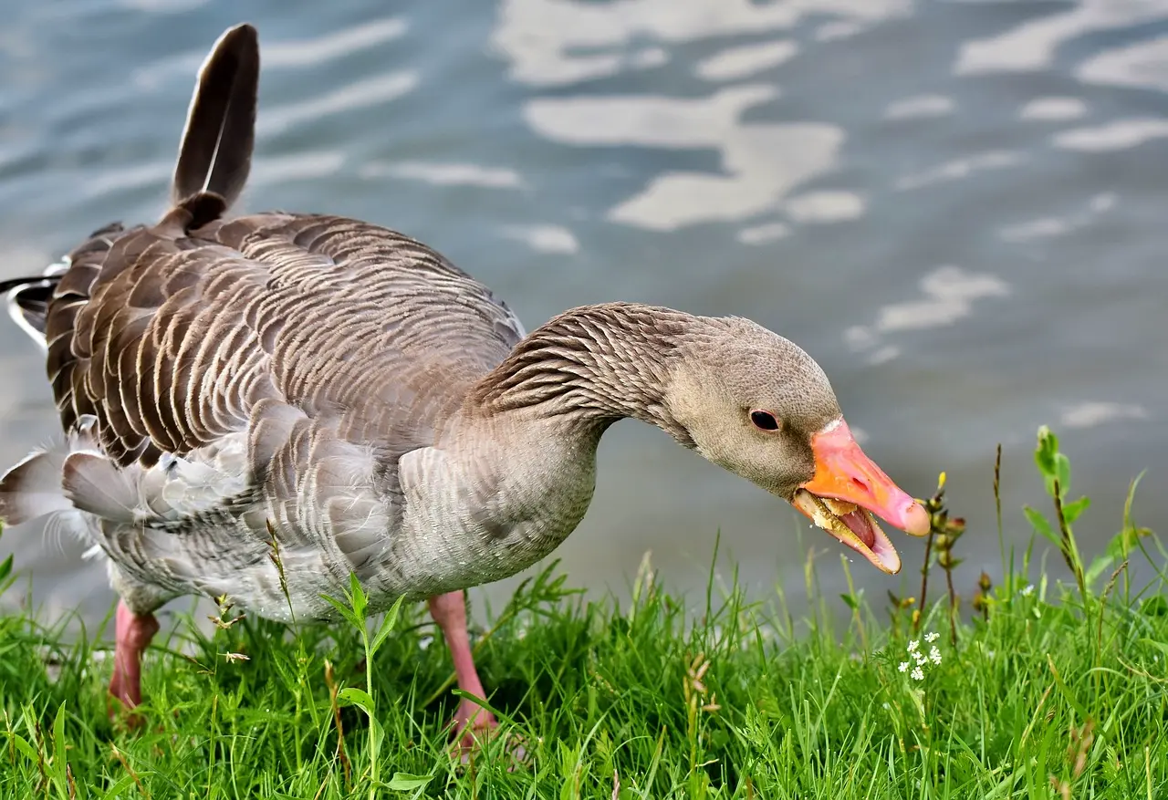Gander, Canada