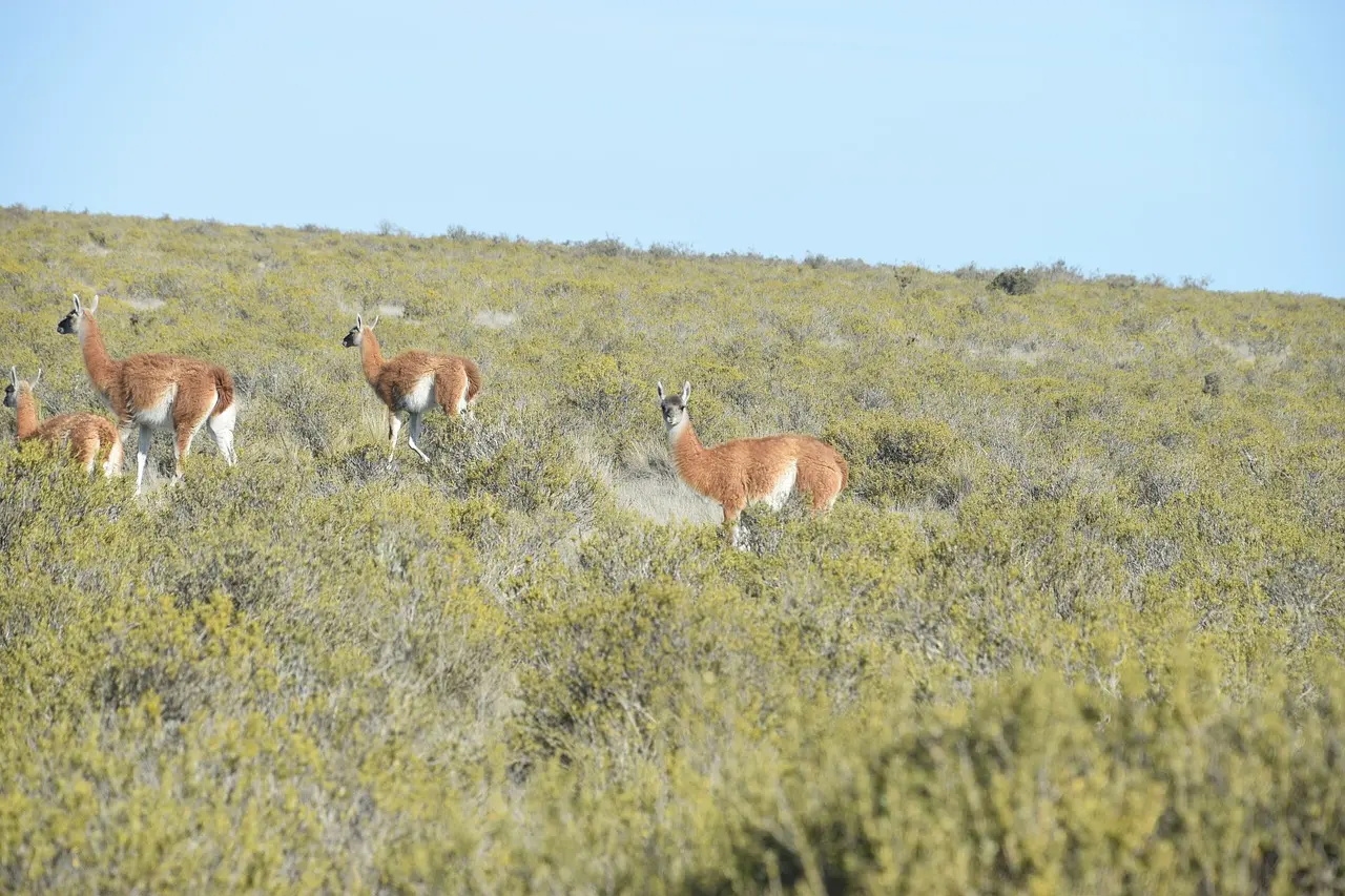 Puerto Madryn, Argentina