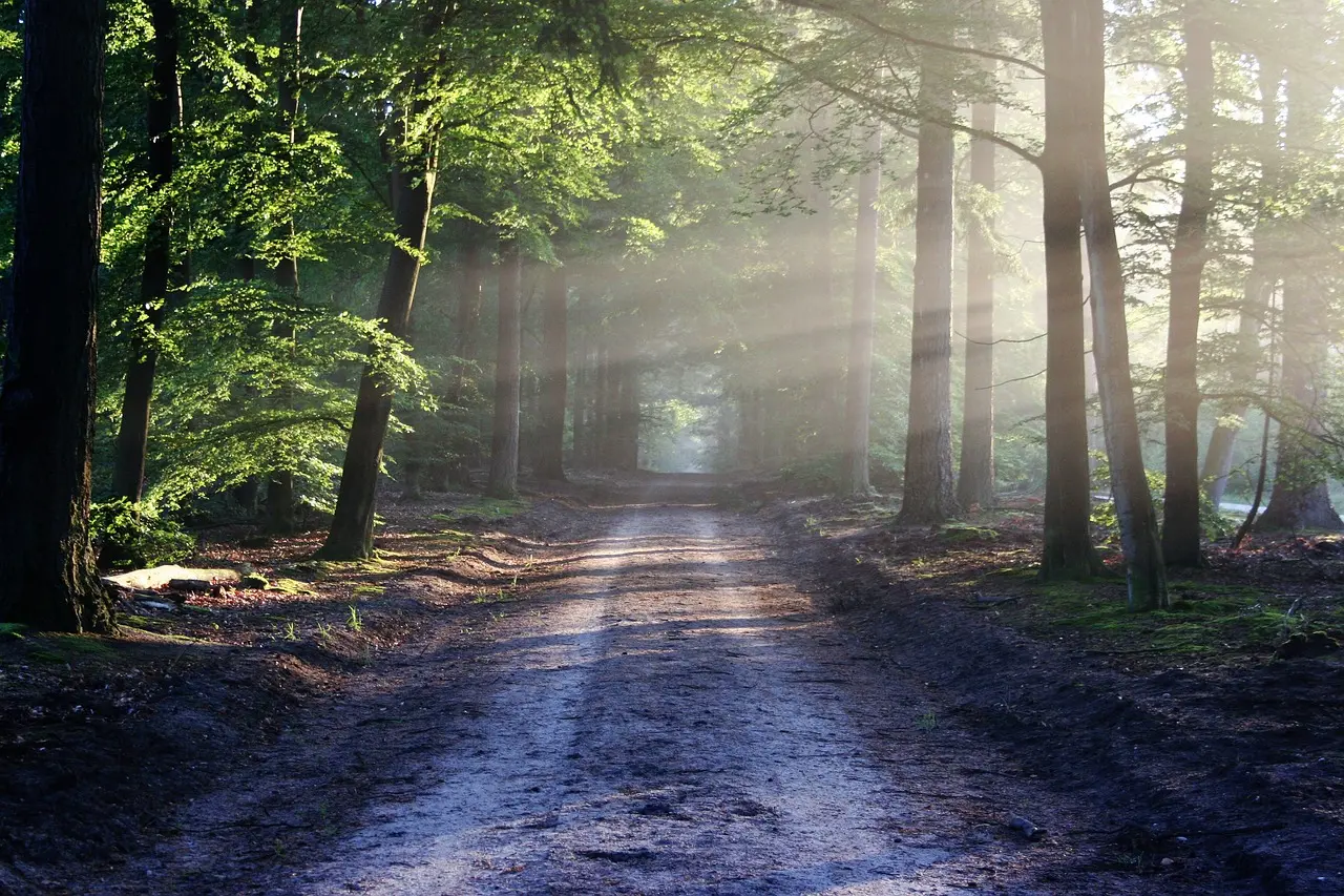 Trail